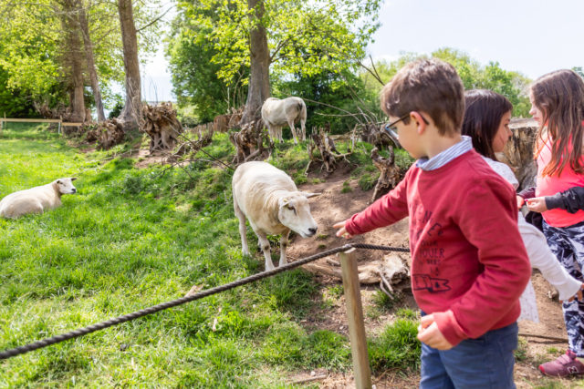 les moutons la ferme avec enclos ouverts ateliers pédagogiques parc de loisirs pont aven