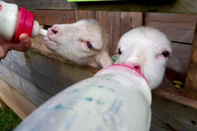 Bottle feeding the baby animals