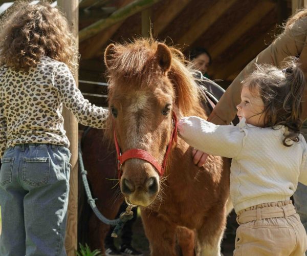 poneys parc de loisirs